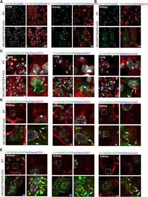 Construction of a mouse model that can be used for tissue-specific EV screening and tracing in vivo